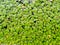 Beautiful green plant Duckweed background. Horizontal picture of garden with dense vegetation