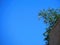 A beautiful green plant on the edge of a house wall against a blue sky in winter in Israel.