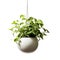 Beautiful green plant hanging in white ceramic pot planter isolated on white background