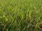 Beautiful green plant of wheat plants with green background