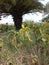 A beautiful green plants and small trees scenario from a park in India