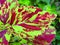 Beautiful Green red leaf Coleus amboinicus Plectranthus amboinicus or Coleus is a former genus of flowering plants.