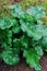 Beautiful green rhubarb bush in the garden