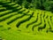 Beautiful green rice fields