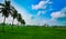 Beautiful green rice paddy fields and line up coconut trees with backdrop of blue sky, Tadepalligudem, Andhrapradesh, India