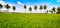 Beautiful green rice paddy fields and line up coconut trees with backdrop of blue sky, Tadepalligudem, Andhrapradesh, India