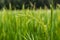 Beautiful green rice plant in rice field,Thailand.