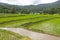 Beautiful green Rice Terraces in Doi inthanon, Maeglangluang Karen village, chiangmai Thailand