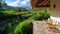 Beautiful green rice terraces seen from a resort cabin