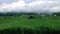 Beautiful green scenery with a hut in the middle of the rice field at the village on a sunny day