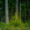 A beautiful, green scenery of a roadside ditch with birch and spruce trees growing. Fresh spring leaves in the soft, diffused morn