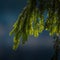 A beautiful, green scenery of a roadside ditch with birch and spruce trees growing. Fresh spring leaves in the soft, diffused morn