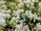Beautiful green shining bug on white flowers , Lithuania