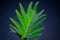 Beautiful green single fern leaf tropical plant pattern isolated on black background.