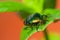 beautiful green smaragd beetle insect