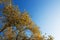 Beautiful green spreading trees against a blue sky