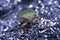 The Beautiful Green Stink Bug shot in a homemade studio, for Macro photography