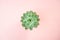 Beautiful green succulent isolated on on living coral color background. Flat lay, top view, copy space
