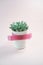Beautiful green succulent isolated on pink background. Flat lay, top view, copy space