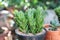 Beautiful green succulent on small clay pot. succulent house plants clay pot on wood surface