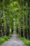 Beautiful green summer alley. Spring background, backdrop