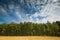 Beautiful green summer birch forest