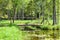 Beautiful green summer forest with pond wallpaper. tall trees on a sunny day.
