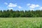 Beautiful green summer landscape with green meadow grass, wildflowers, shrubs, trees, natural nature concept, ecology,