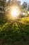 Beautiful green sunlit summer forest