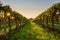 Beautiful green symmetrical vineyard with a golden sunset in the background