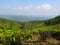 Beautiful Green Tea Plantation  in Wayanad Kerala