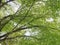 beautiful green terminalia ivorensis branch with full leaf