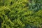 Beautiful green thuja. Green leaves close-up top view