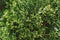 Beautiful green thuja plant close-up top view