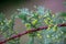 Beautiful Green tree branch on green background