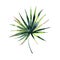 Beautiful green tropical cute lovely wonderful hawaii floral herbal summer palm