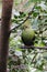 A beautiful Green Turaco in the Birds of Eden free flight sanctuary, South Africa.