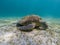 Beautiful green turtle lying on the bottom and eating