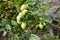 Beautiful green unripe heirloom tomatoes grown on a farm