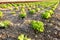 beautiful green vegetable lettuce plants, field with planted seedlings, sun shining on farmland, natural background for designer,