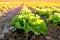 beautiful green vegetable lettuce plants, field with planted seedlings, sun shining on farmland, natural background for designer,