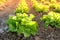 beautiful green vegetable lettuce plants, field with planted seedlings, sun shining on farmland, natural background for designer,