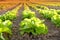 beautiful green vegetable lettuce plants, field with planted seedlings, sun shining on farmland, natural background for designer,