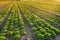 beautiful green vegetable lettuce plants, field with planted seedlings, sun shining on farmland, natural background for designer,