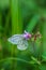 Beautiful green-veined white butterfly hovering or nectaring at purple flower of cranesbill in alpine meadow