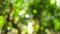 Beautiful green vibrant natural video bokeh abstract summer background.