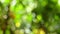 Beautiful green vibrant natural video bokeh abstract summer background.