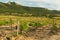 Beautiful green vineyards on fields in mountains of Crimea.