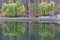 Beautiful green weeping willows on the shore of a pond in an autumn park