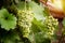 Beautiful Green White Grapes in Vineyard Closeup